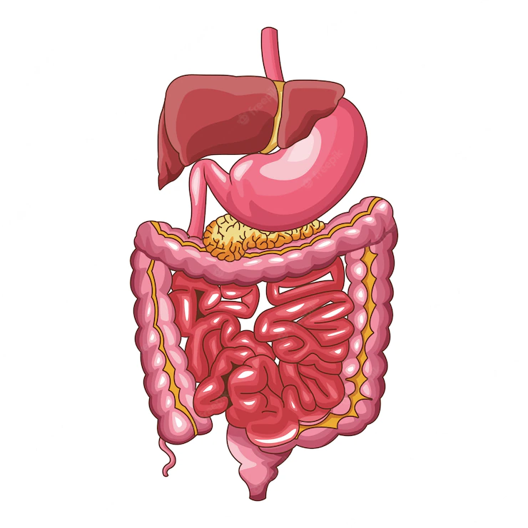 Systeme digestif – Pr saliou diouf
